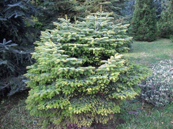 Abies nordmanniana 